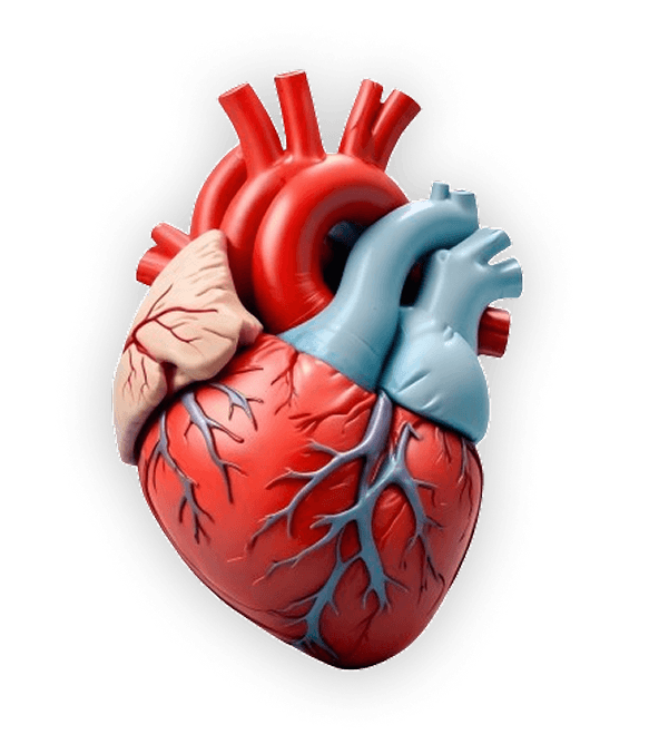 Heart Model